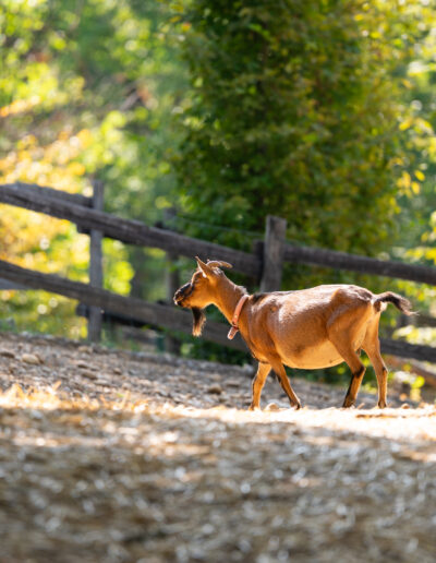 La Mini ferme - Cabanes de Fontfroide